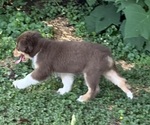 Small Photo #16 Miniature American Shepherd Puppy For Sale in NOLENSVILLE, TN, USA