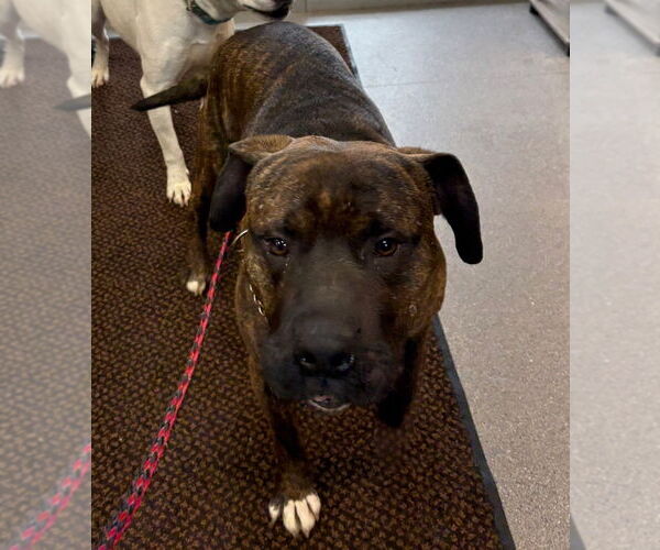 Medium Photo #3 American Pit Bull Terrier Puppy For Sale in La Porte, IN, USA