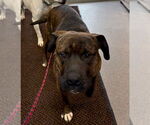 Small #2 American Pit Bull Terrier