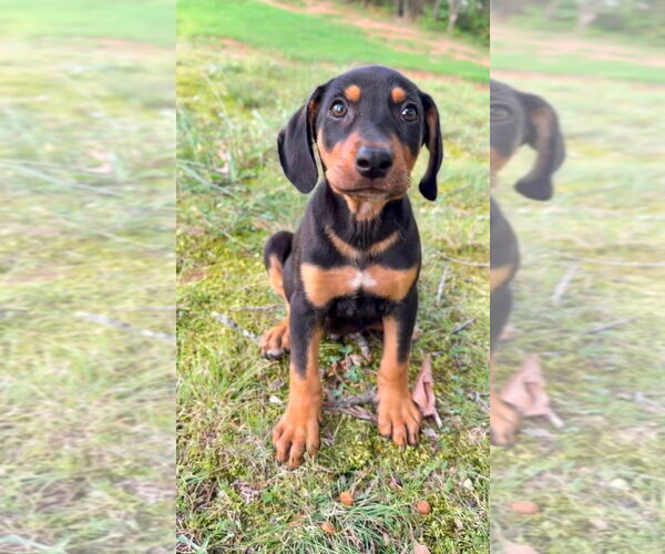 Medium Photo #3 Mutt Puppy For Sale in Germantown, OH, USA