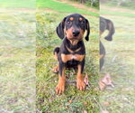 Small #2 Mutt