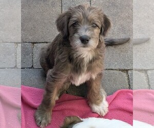 Double Doodle Puppy for sale in CHULA VISTA, CA, USA