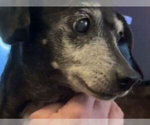 Dachshund-Unknown Mix Dogs for adoption in Tampa, FL, USA