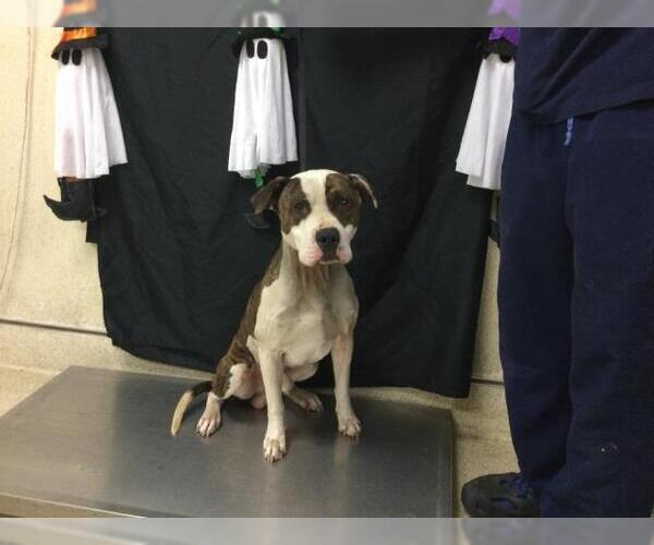 Medium Photo #1 American Pit Bull Terrier Puppy For Sale in Riverside, CA, USA