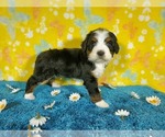Small Photo #63 Bernedoodle Puppy For Sale in COLORADO SPRINGS, CO, USA