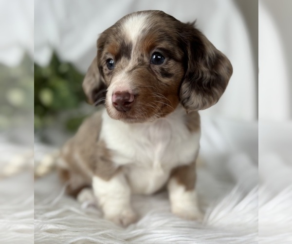 Medium Photo #3 Dachshund Puppy For Sale in ROCK STREAM, NY, USA