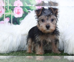 Yorkshire Terrier Puppy for sale in MARIETTA, GA, USA