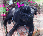 Small Photo #4 Pug Puppy For Sale in BULLARD, TX, USA