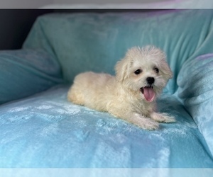 ShihPoo Puppy for sale in DETROIT, MI, USA