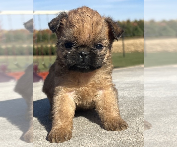 Medium Photo #5 Brussels Griffon Puppy For Sale in NILES, MI, USA