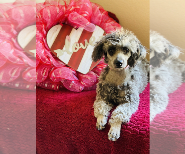 Medium Photo #1 Maltipoo Puppy For Sale in ACWORTH, GA, USA