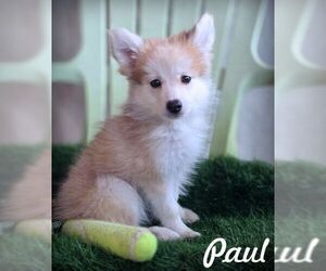 Chiranian Dogs for adoption in Tustin, CA, USA