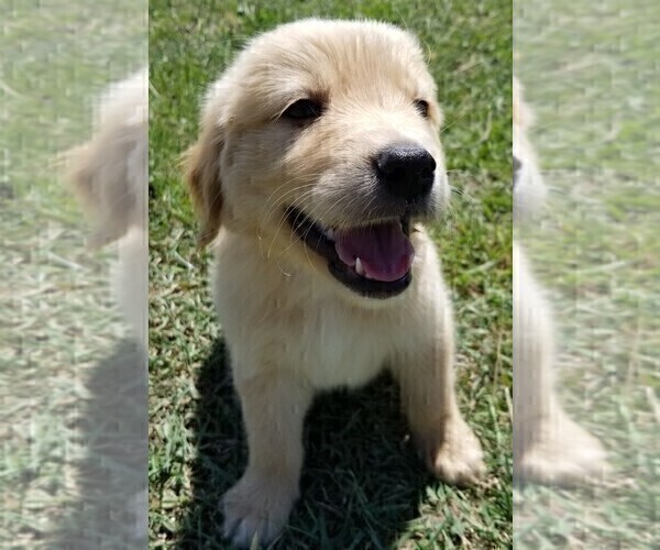 Medium Photo #4 Golden Retriever Puppy For Sale in LAKELAND, FL, USA