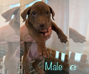 American Pit Bull Terrier-Unknown Mix Dogs for adoption in Brooksville, FL, USA