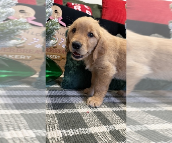 Medium Photo #36 Golden Retriever Puppy For Sale in LAKELAND, FL, USA
