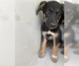 German Shepherd Dog-Unknown Mix Dogs for adoption in Houston, TX, USA