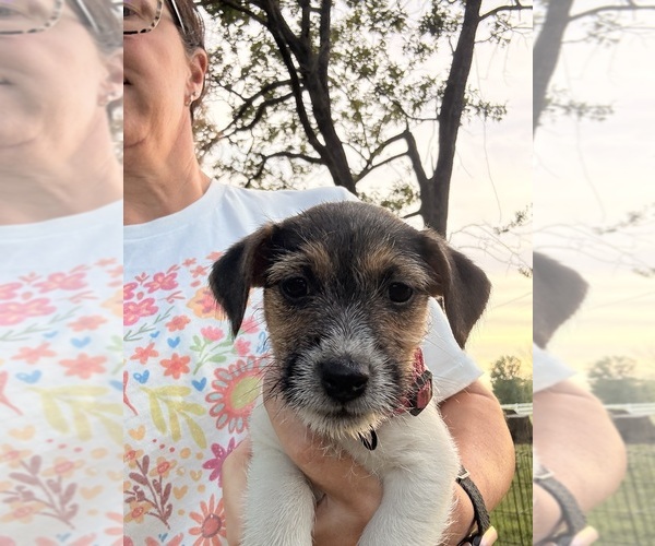 Medium Photo #12 Jack Russell Terrier Puppy For Sale in FREEMAN, MO, USA