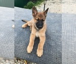 Small #5 Belgian Tervuren-German Shepherd Dog Mix