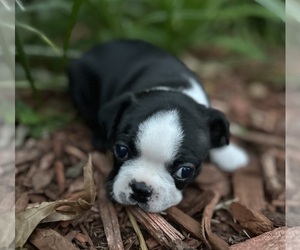 Boston Terrier Puppy for sale in WASHBURN, MO, USA
