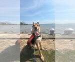 Small #6 German Shepherd Dog Mix