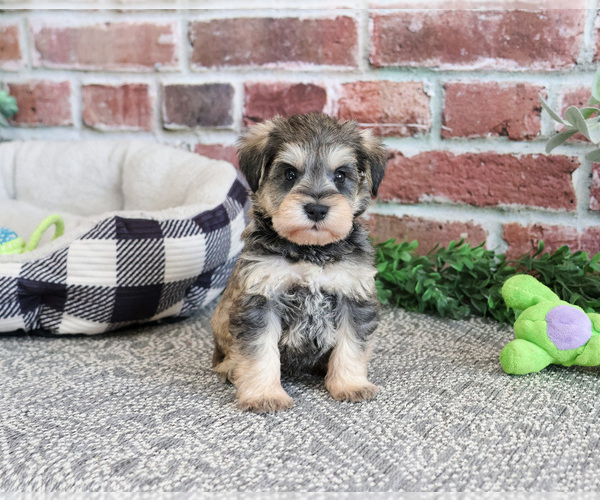 Medium Photo #2 Schnauzer (Miniature) Puppy For Sale in SYRACUSE, IN, USA