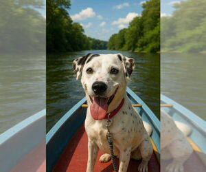 English Setter-Labrador Retriever Mix Dogs for adoption in Rustburg, VA, USA