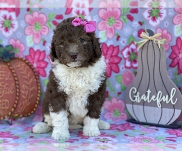 Medium Photo #1 Miniature Labradoodle Puppy For Sale in LANCASTER, PA, USA