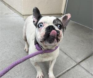 French Bulldog Dogs for adoption in Martinez, CA, USA