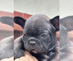 Puppy Booker French Bulldog