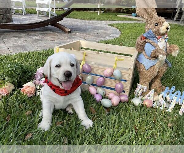Medium Photo #30 Labrador Retriever Puppy For Sale in MIAMI, FL, USA