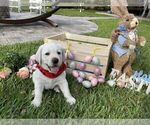 Small Photo #30 Labrador Retriever Puppy For Sale in MIAMI, FL, USA