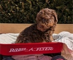 Puppy Buffy Poodle (Toy)