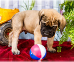 Small Photo #27 Mastiff Puppy For Sale in WAKARUSA, IN, USA