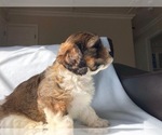 Small Photo #3 Cavachon Puppy For Sale in LAUREL, MD, USA