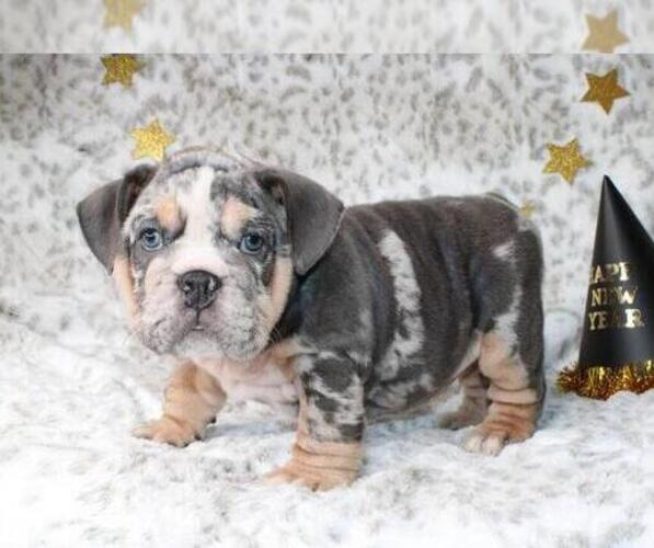 Medium Photo #2 English Bulldog Puppy For Sale in ATLANTA, GA, USA