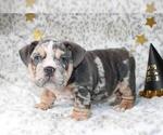 Small #1 English Bulldog