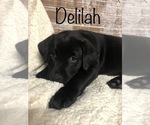 Puppy Delilah Labrador Retriever-Mutt Mix