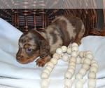 Small #4 Dachshund