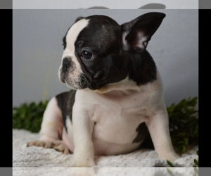 French Bulldog Puppy for sale in PROVIDENCE, RI, USA
