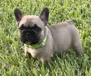 French Bulldog Puppy for Sale in LAKELAND, Florida USA