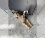 Small Photo #3 Dutch Shepherd Dog Puppy For Sale in CAPE CORAL, FL, USA