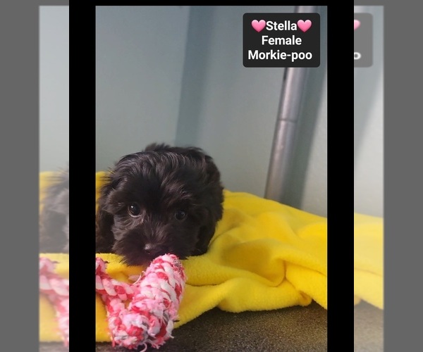 Medium Photo #3 Morkie Poo (Toy) Puppy For Sale in TUCSON, AZ, USA