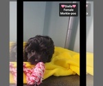 Small #2 Morkie Poo (Toy)