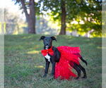 Small #1 Mutt