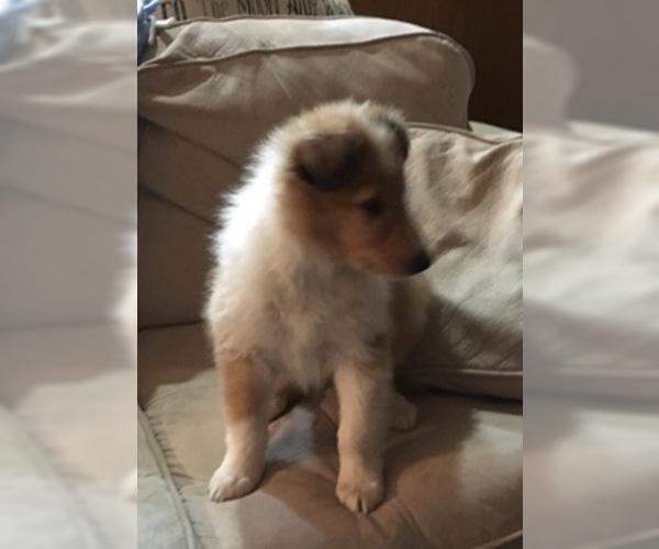Medium Photo #1 Collie Puppy For Sale in CHISAGO CITY, MN, USA
