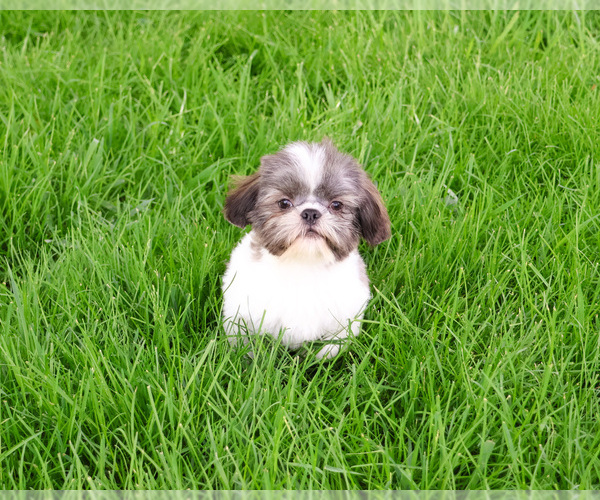 Medium Photo #4 Shih Tzu Puppy For Sale in SYRACUSE, IN, USA