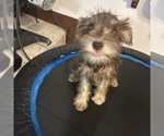 Small #57 Schnauzer (Miniature)