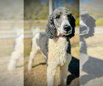 Small #2 Poodle (Standard) Mix