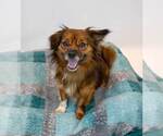 Small #3 Colonial Cocker Spaniel Mix