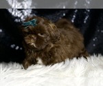 Small #2 Shih Tzu